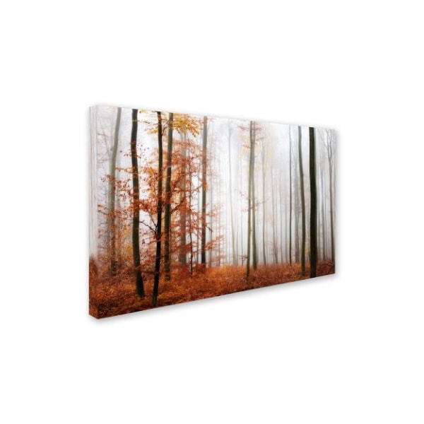 Philippe Sainte-Laudy 'Forest Corner' Canvas Art,16x24